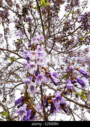 Princess Tree - Paulownia tomentosa - Viola fiori ad albero Foto Stock