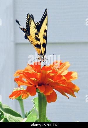 Giallo farfalla a coda di rondine su alimentazione brillante arancio zinnia Foto Stock