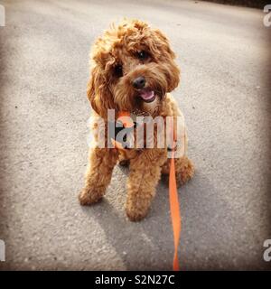 Archie cavapoo il cucciolo fuori per la sua passeggiata nel parco Foto Stock