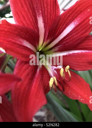 Dettaglio del rosso fiore amaryllis con drammatica strisce bianche Foto Stock