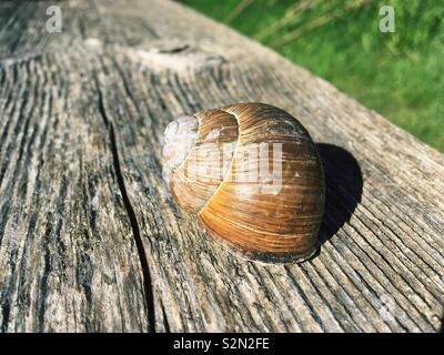 Lumaca su una superficie in legno al sole Foto Stock