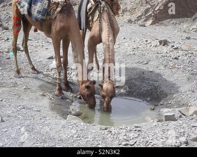 I cammelli sono acqua potabile Foto Stock