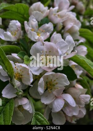 White crabapple tree blossoms in piena fioritura. Foto Stock