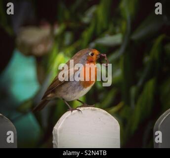 Early Bird catture il worm Foto Stock