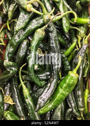 Telaio pieno di verde e fresco peperoni poblano impilati presso la locale produzione di mercato. Foto Stock