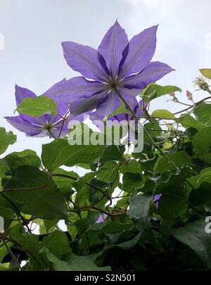 Blooming clematis vine con diversi fiori viola presa dal basso con sky in background Foto Stock