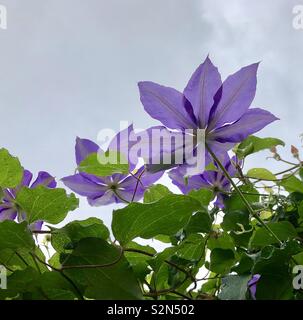 Blooming clematis vine con diversi fiori viola presa dal basso con sky in background Foto Stock