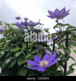 Blooming clematis vine con diversi fiori viola presa dal basso con sky in background Foto Stock