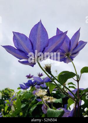 Blooming clematis vine con diversi fiori viola presa dal basso con sky in background Foto Stock