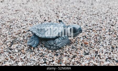 Baby turtle release. Foto Stock