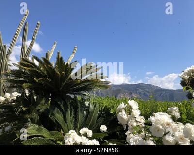 Esotici e piante subtropicali sul Cap Ferrat con palme, cactus e rose. Foto Stock