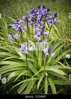 Hyacinthoides hispanica o spagnolo bluebell crescente in zona ombreggiata Foto Stock