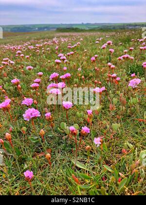 L'Armeria maritima ( Parsimonia o mare Rosa) sulla Gann Saltmarsh , Dale, West Wales, maggio. Foto Stock