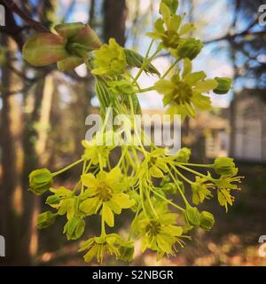 Norvegia maple blossoms Foto Stock