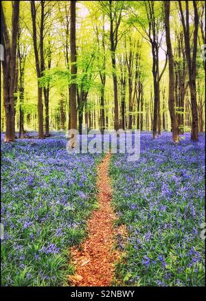 Un sentiero conduce attraverso una zona di Bluebell fiori in un bosco inglese scena. Questa vista annuncia l'inizio della primavera. Il Hyacinthodes Non-Scripta flower è uno dei più popolari nel Regno Unito. © CH Foto Stock