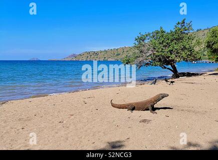 Un drago di Komodo sulla spiaggia di Isola di Komodo in Indonesia. Foto Stock