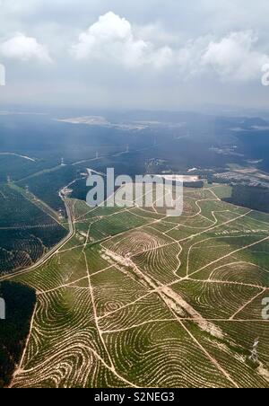 Vista aerea di un giovane olio Palm tree plantation. Foto Stock