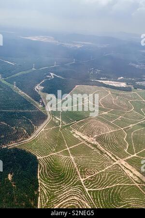 Una veduta aerea di un giovane e maturo olio di palma piantagione in Malaysia. Foto Stock