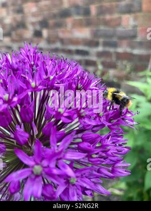 Bumble Bee su allium fiore Foto Stock