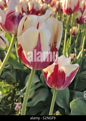 Close up di bianco e rosso tulip in crescita nel campo di un'azienda Foto Stock