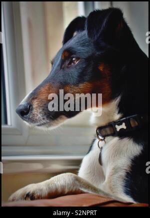 Smooth Fox Terrier cane da Weymouth Dorset Foto Stock