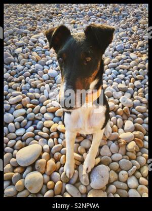 Smooth Fox Terrier cane sul Chesil Beach in Dorset Foto Stock