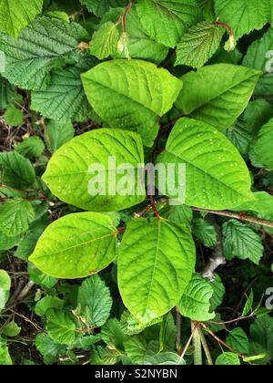 Knotweed giapponese o "Falloppio japonica". Parte della famiglia Polygonaceae, è un segmento in rapida crescita, invasivo, impianti Foto Stock