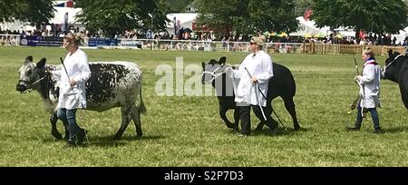 Sfilata di bestiame al bagno e west show Foto Stock