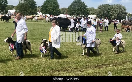 Sfilata di bestiame al bagno e west show Foto Stock