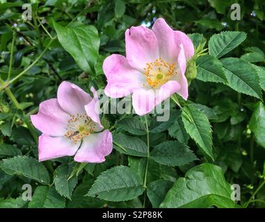 La rosa canina fiori che sbocciano in un inglese di siepe Foto Stock