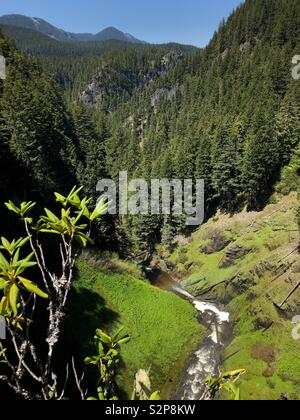 Salt Creek, correndo attraverso Willamette National Forest in Oregon, USA. Foto Stock