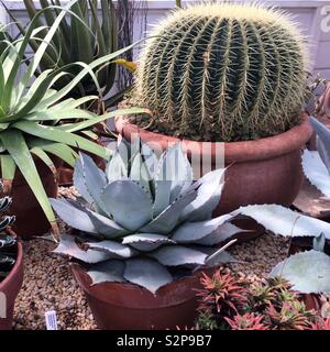 Cactus e altre piante in serra Foto Stock