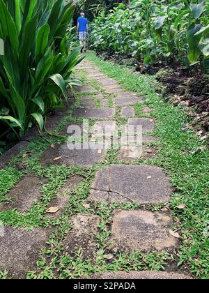 Basso angolo di percorso attraverso il giardino tropicale con capelli grigi l uomo a distanza Foto Stock