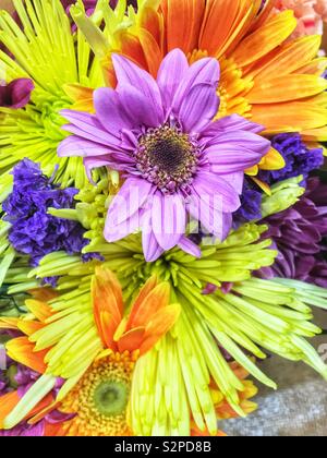 Un fresco profumo di un viola daisy, crisantemi, e vivacemente colorati fiori d'estate. Foto Stock