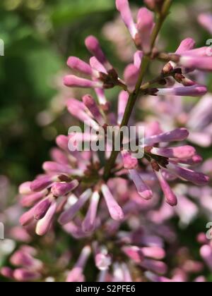 Fino in prossimità della fioritura di lillà Foto Stock