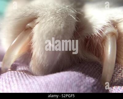 Basso angolo vista macro di un bianco felino zampa con artigli affilati disteso su un pastello rosa e verde coperchio letto. Foto Stock