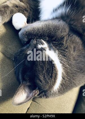Smoking grigio cat sleeping Foto Stock