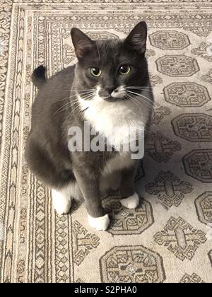 Smoking grigio cat Foto Stock