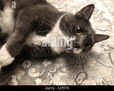 Smoking grigio cat che stabilisce Foto Stock