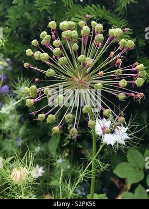 Allium nelle sementi Foto Stock