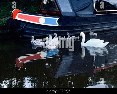 Adulto swan con famiglia di nove cygnets nuoto nei pressi di una barca tutto si riflette nell'acqua. Foto Stock