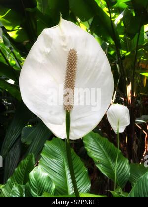 White Peace Lily al Giardino Botanico di Hoʻomaluhia a Kaneohe, Hawaii su Oahu Foto Stock