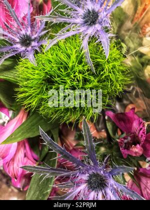 Palla verde Dianthus fresco verde dianthus, verde fiore, palla verde fiore, fiore di nozze, floreale. Foto Stock