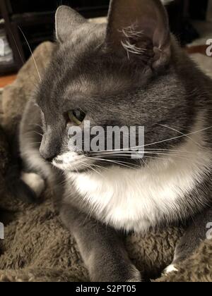 Close up Smoking grigio cat Foto Stock