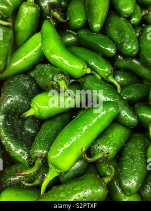 Telaio completo di molti fresco verde mature peperoni poblano. Foto Stock