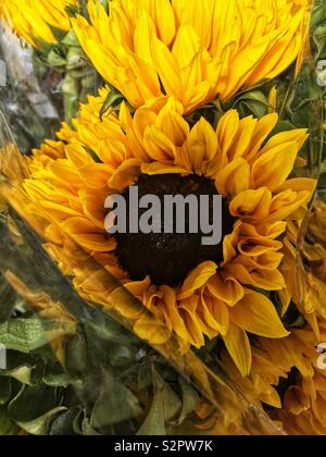 Fresh bold giallo girasole in piena fioritura. Foto Stock