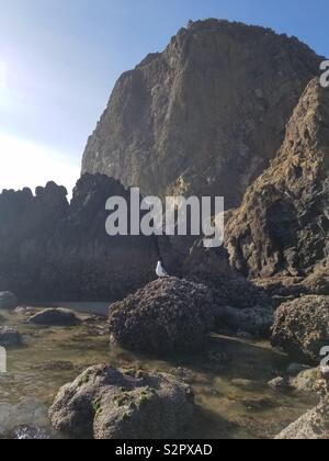 Seagull sulle rocce a Cannon Beach Oregon Ottobre 2018 Foto Stock