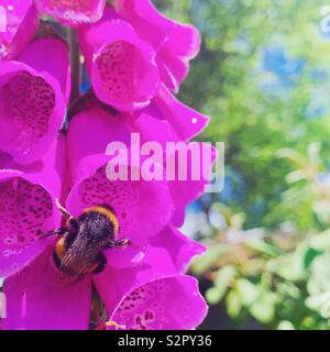 Bumblebee su un Foxglove Foto Stock