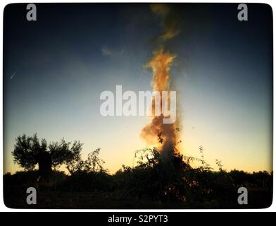 Alba falò in oliveto, Catalogna, Spagna. Foto Stock