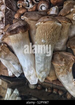 Deliziosi piatti freschi maturi re crudo funghi Oyster. Foto Stock